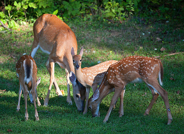istock Family meal 503598239