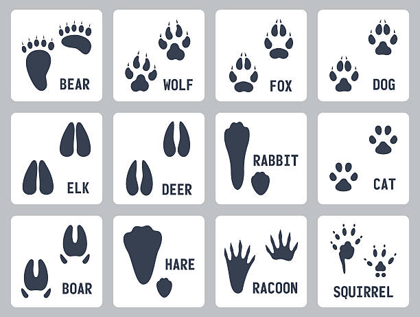 tierische spuren-vektor-icons-set - rodent animal nature wildlife stock-grafiken, -clipart, -cartoons und -symbole