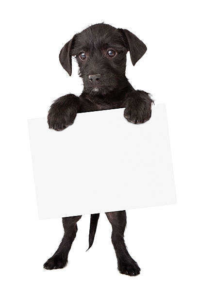 istock Black Puppy Holding Sign 503599623