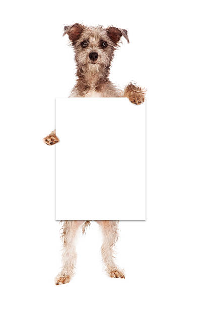 istock Terrier Dog Holding Blank Sign 503599645