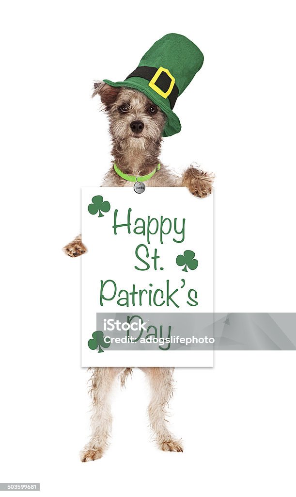 Terrier Dog Holding St Patricks Day Sign A cute terrier crossbreed dog wearing a green Irish hat standing up and holding a white sign that says Happy St Patrick's Day. Animal Stock Photo