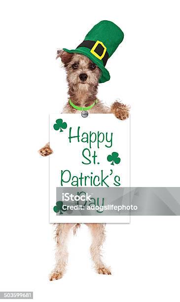 Terrier Dog Holding St Patricks Day Sign Stock Photo - Download Image Now - Animal, Canine - Animal, Carrying