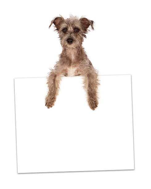 istock Terrier Crossbreed Holding Blank Sign 503599803