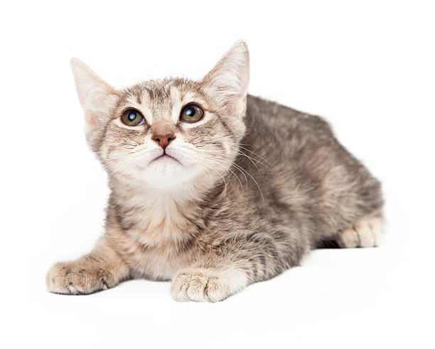 istock Grey and White Young Cat Laying Gazes Upward 503599893