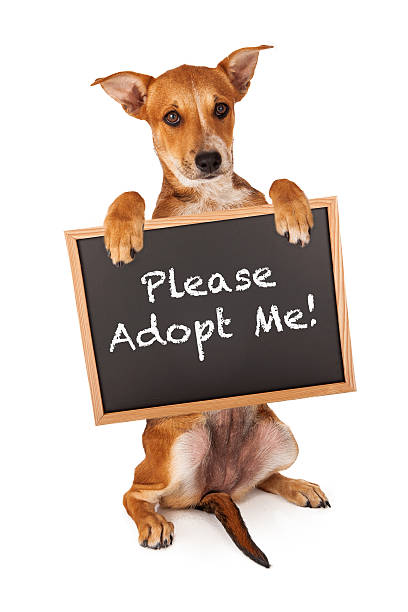 istock Puppy Holding Adopt Me Sign 503600011
