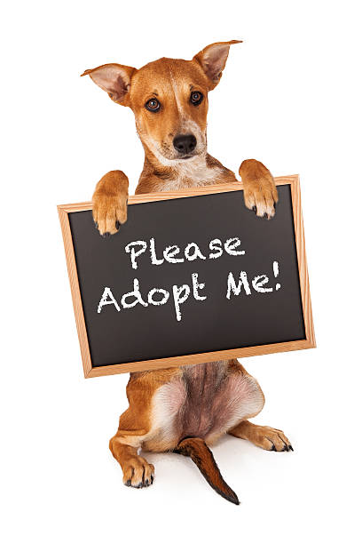 Adopt Me Cute Dog Sign Stock Vector (Royalty Free) 71763850