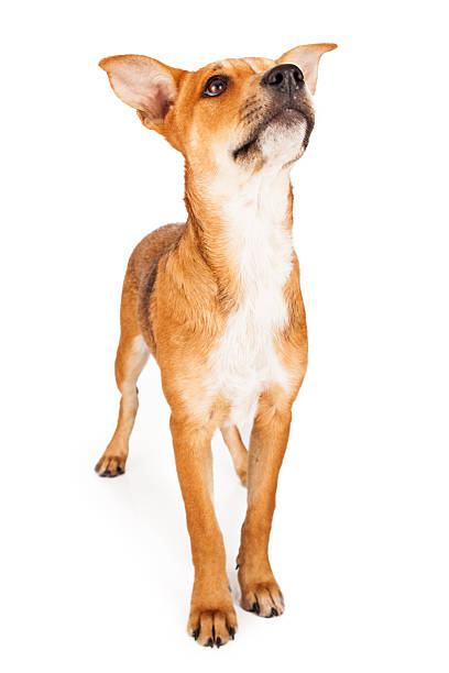 istock Mixed Breed Yellow Puppy Looking Up 503600531