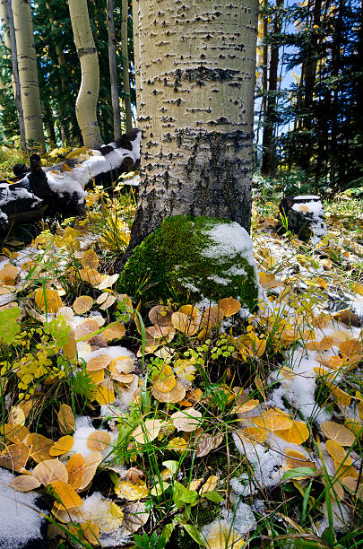 Fall Forest Floor stock photo