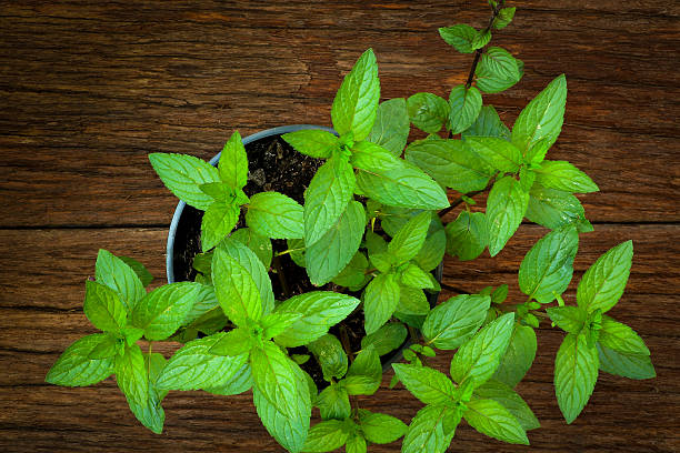istock Pepper mint leaves on old wood background 503601713