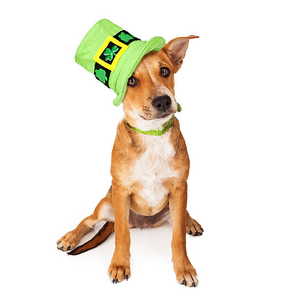 istock Crossbreed Puppy Wearing St Patricks Day Hat 503603541