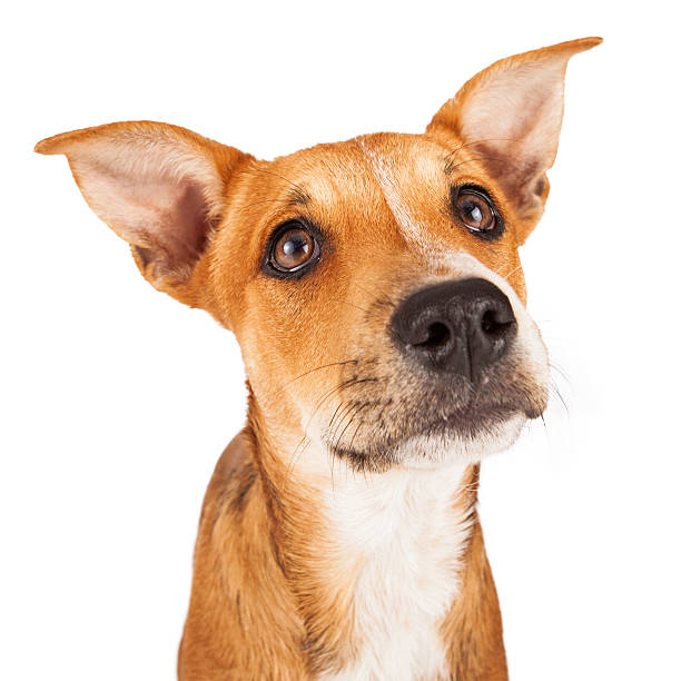 istock Closeup of a Mixed Breed Puppy 503603543