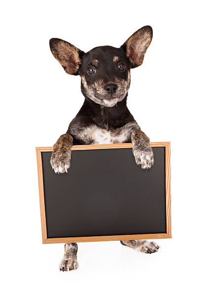 istock Dachshund Mixed Breed Holding Blank Sign 503603563