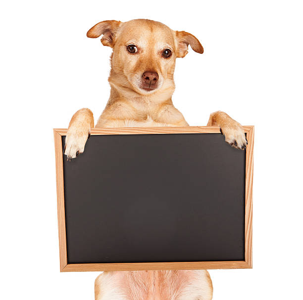 istock Chihuahua Crossbreed Holding Blank Chalkboard 503603569