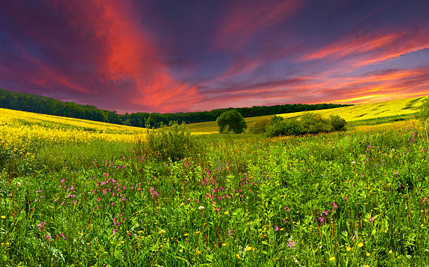 istock Colorful blossom field in the summer 503603789