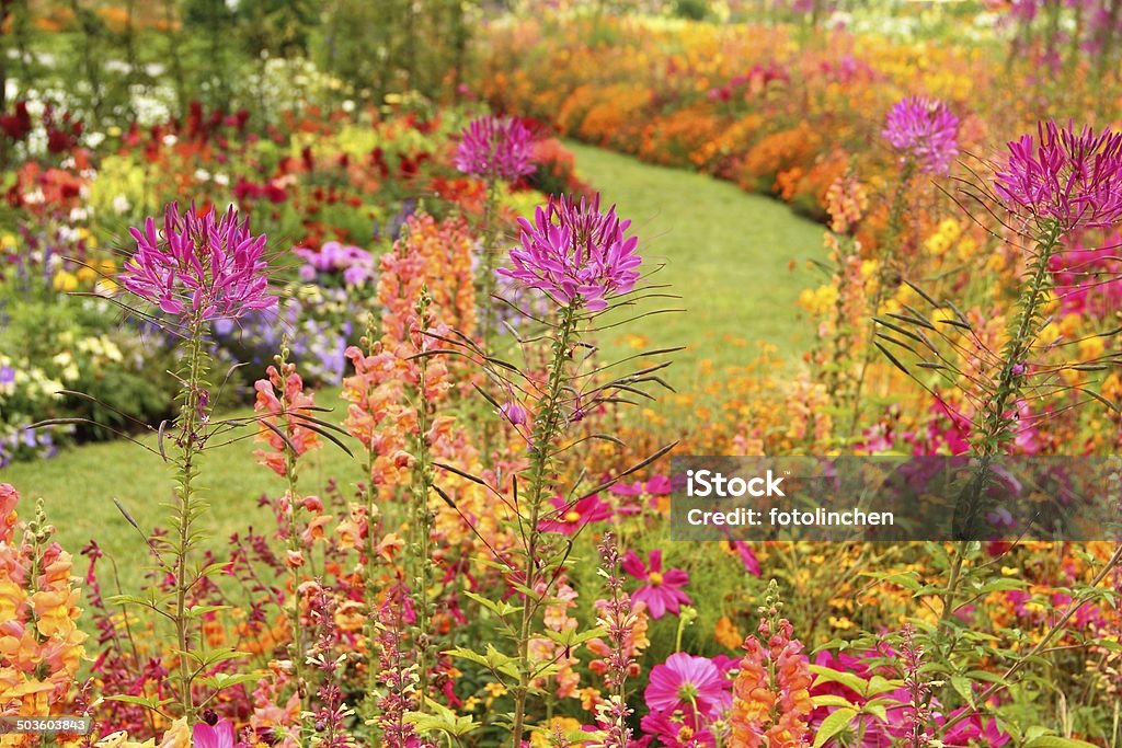Sommer flower garden - Lizenzfrei Rosa Stock-Foto
