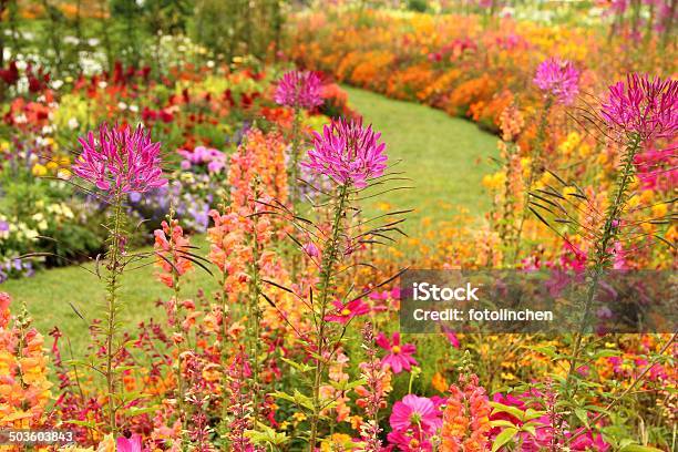 Sommer Flower Garden Stockfoto und mehr Bilder von Rosa - Rosa, Spinnenblume, Blume