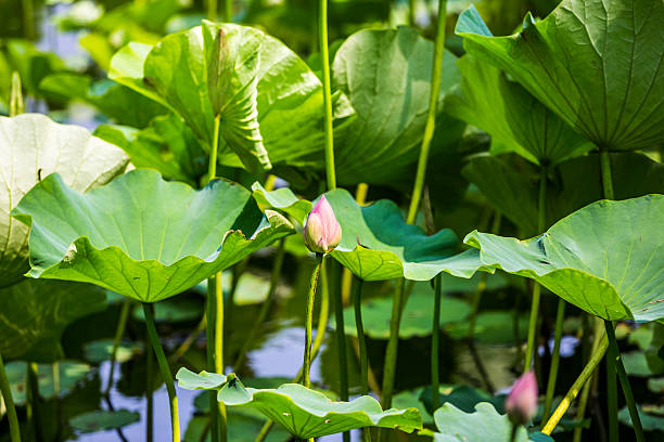 istock The lotus and the lotus leaf 503603895