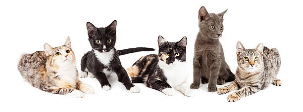 istock Row of Five Cute Kittens Together 503611158