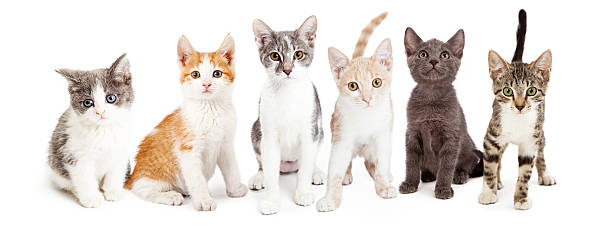 istock Row of Cute Kittens Together 503611170