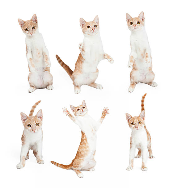 istock Playful Orange and White Kitten in Various Positions 503611180