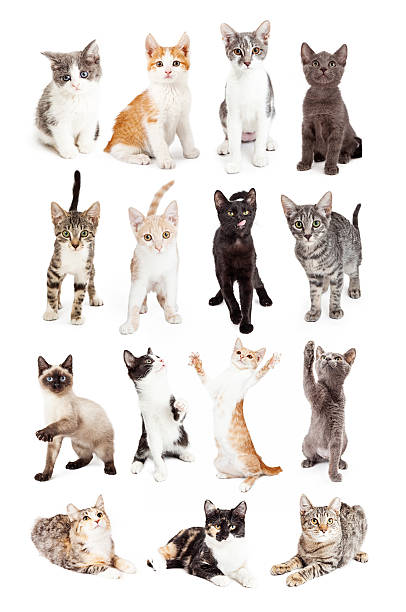 Set of photos of adorable young kittens of different breeds