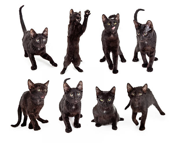 istock Collection of Cute Black Kitten Photos 503611254