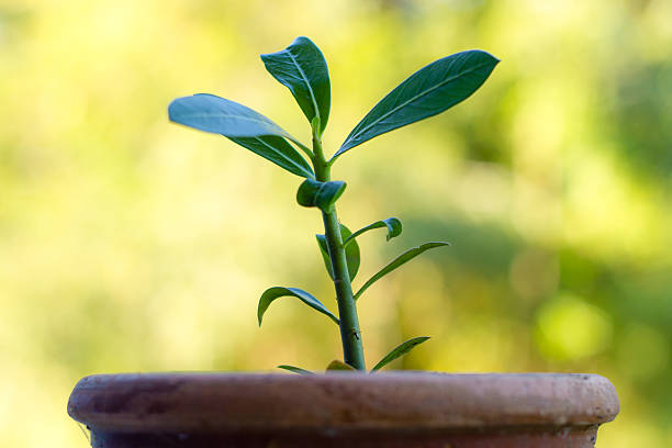 gros plan de jeunes adenium obesum arbres - formal garden tropical climate park plant photos et images de collection