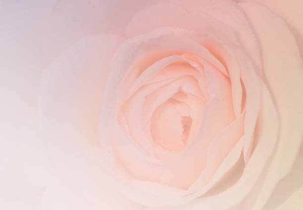 istock English rose soft background 503612788
