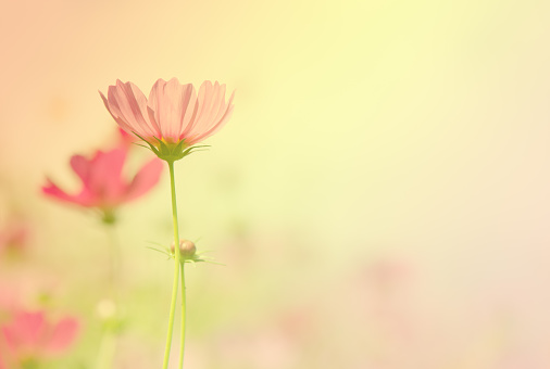 Close up of pink cosmos flowers in the garden, color filter effect, natural background.