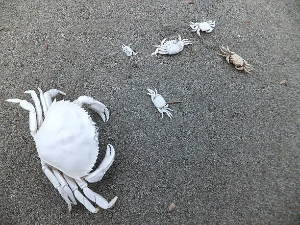 Photo of Crab exoskeleton