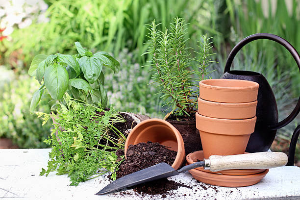 jardinagem e espátula de ervas - oregano herb garden herb gardens imagens e fotografias de stock