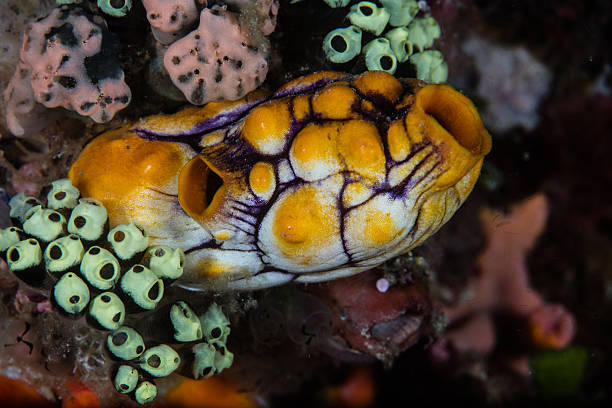 istock Colorful Tunicates on Reef in Pacific 503613894