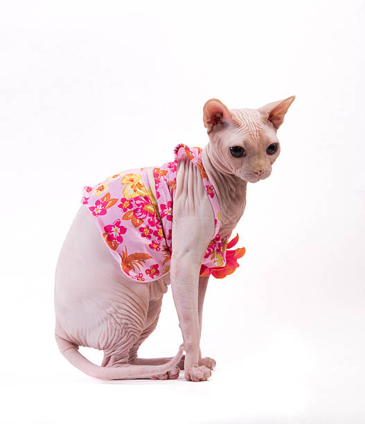 istock Sphynx cat in pink dress on white background 503615212