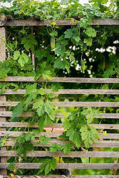 istock Bitter Gourd grow in summer garden 503615846