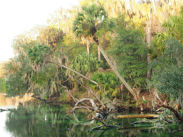 istock Sable Palms Hang Over the Spring as the Sun Rises 503615884