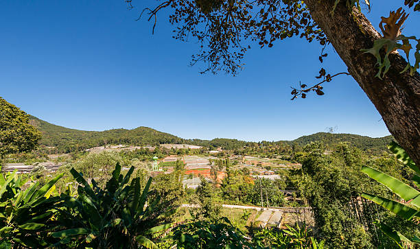 istock Greenhouse Plant, Royal Project , Doi Inthanon, 503615938