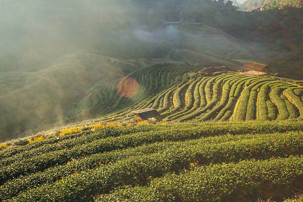 istock Doi Angkhang mountain, chiangmai, Thailand 503616352