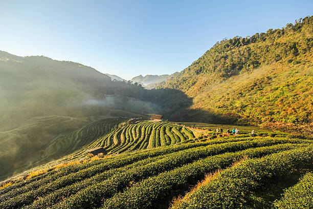 istock Doi Angkhang mountain, chiangmai, Thailand 503616358