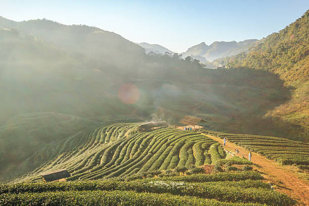 istock Doi Angkhang mountain, chiangmai, Thailand 503616384