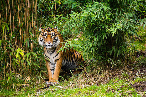 istock Tiger in the Trees 503617288