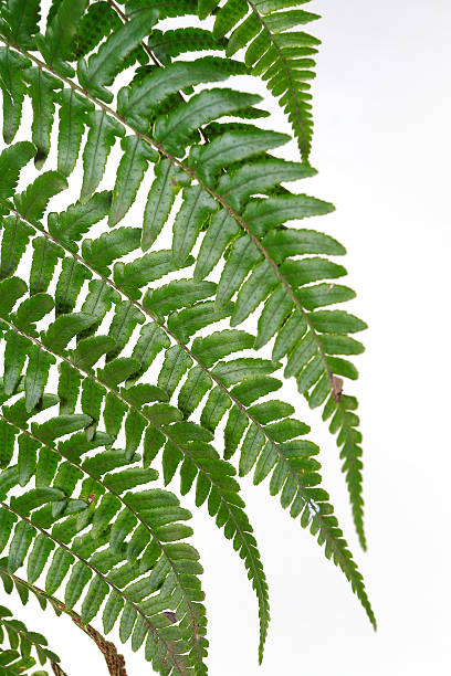istock Leaf fern isolated on white background 503617362