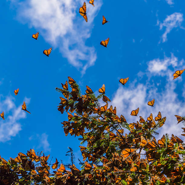 istock Monarch Butterflies on tree branch in blue sky background 503618464