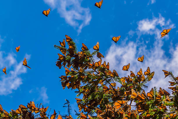 istock Monarch Butterflies on tree branch in blue sky background 503618490