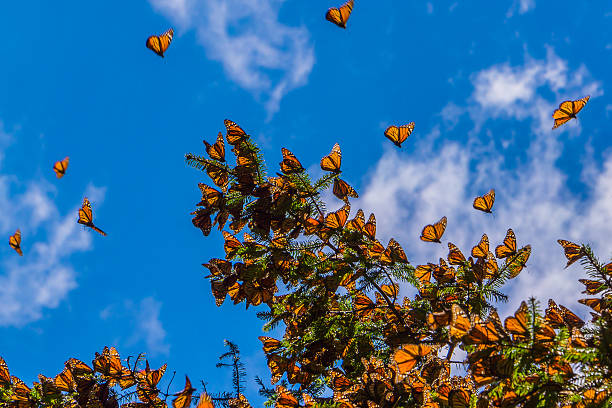 monarca insectos na árvore ramo no fundo do céu azul de - borboleta monarca imagens e fotografias de stock