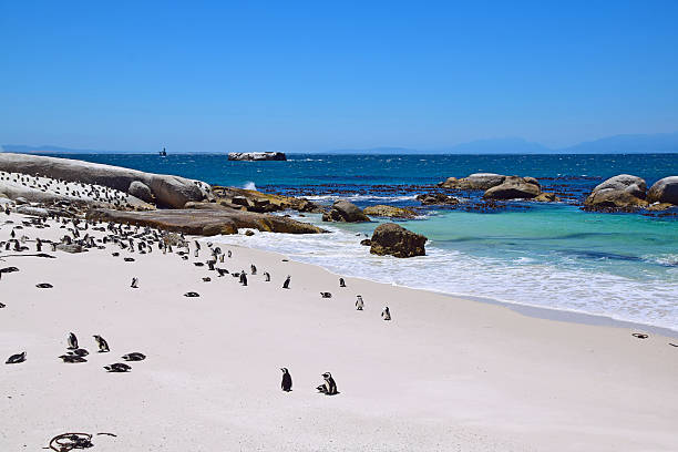 istock Boulders Beach, South Africa (Penguin Beach) 503618942