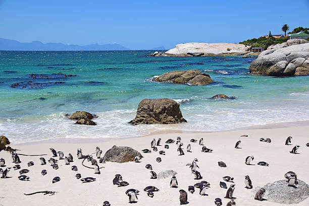 istock Boulders Beach, South Africa (Penguin Beach) 503618996