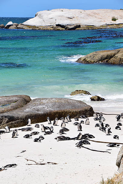 istock Boulders Beach, South Africa (Penguin Beach) 503619016