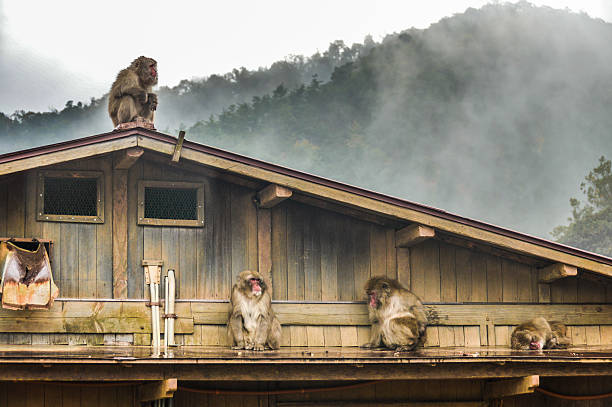 Japanese Macaque can be observed in the mountains of Arashiyama in Kyoto, Japan. 