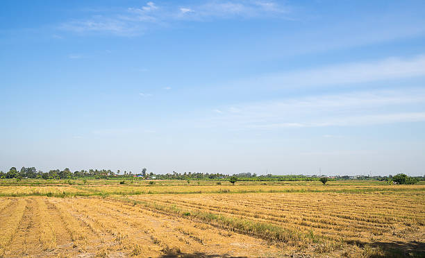 istock landscape meadow on blue sky 503619548