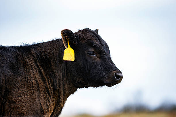 istock Angus calf facing to the right 503619728